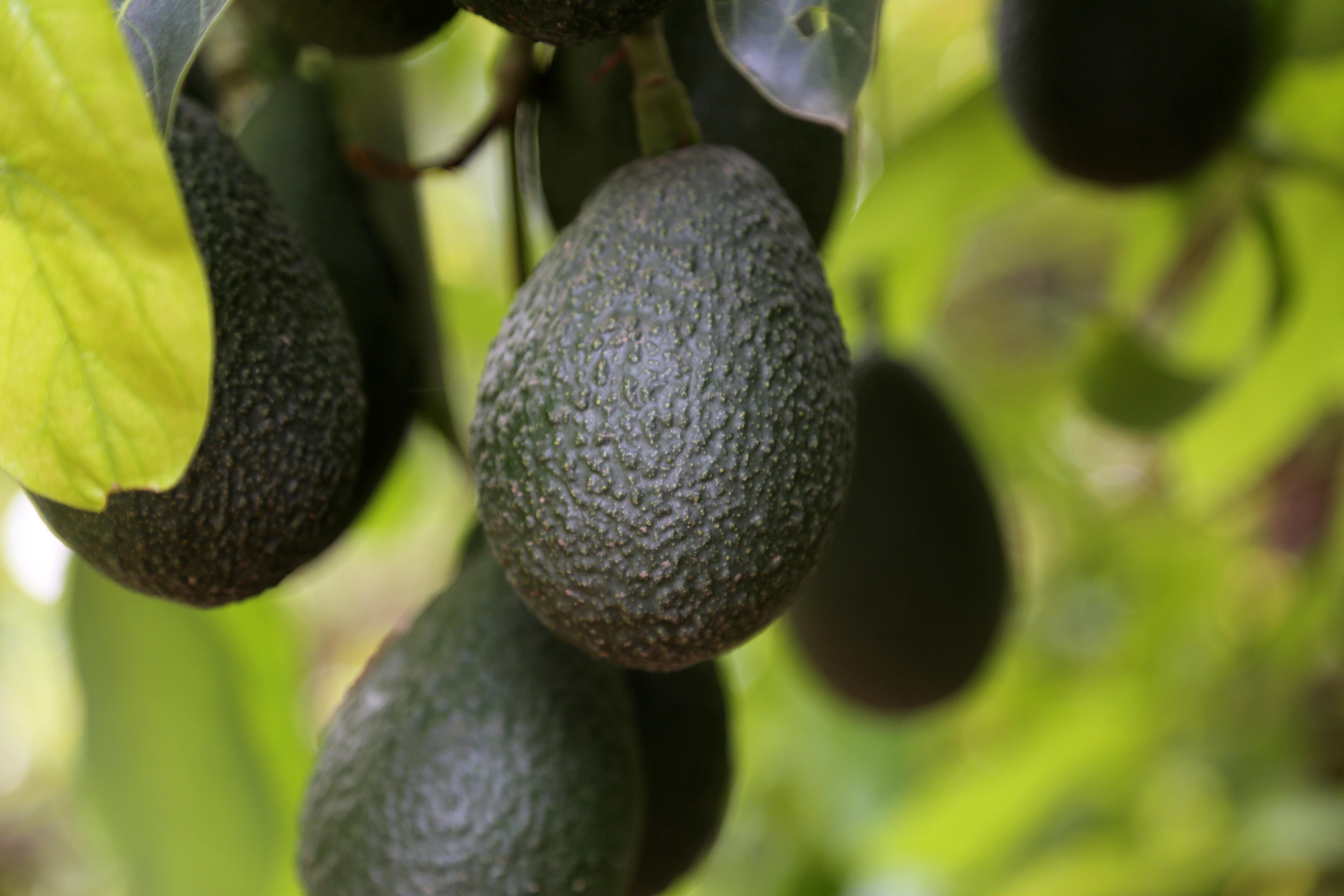 IT’S CALIFORNIA AVOCADO SEASON! HERE ARE FIVE THINGS YOU SHOULD KNOW