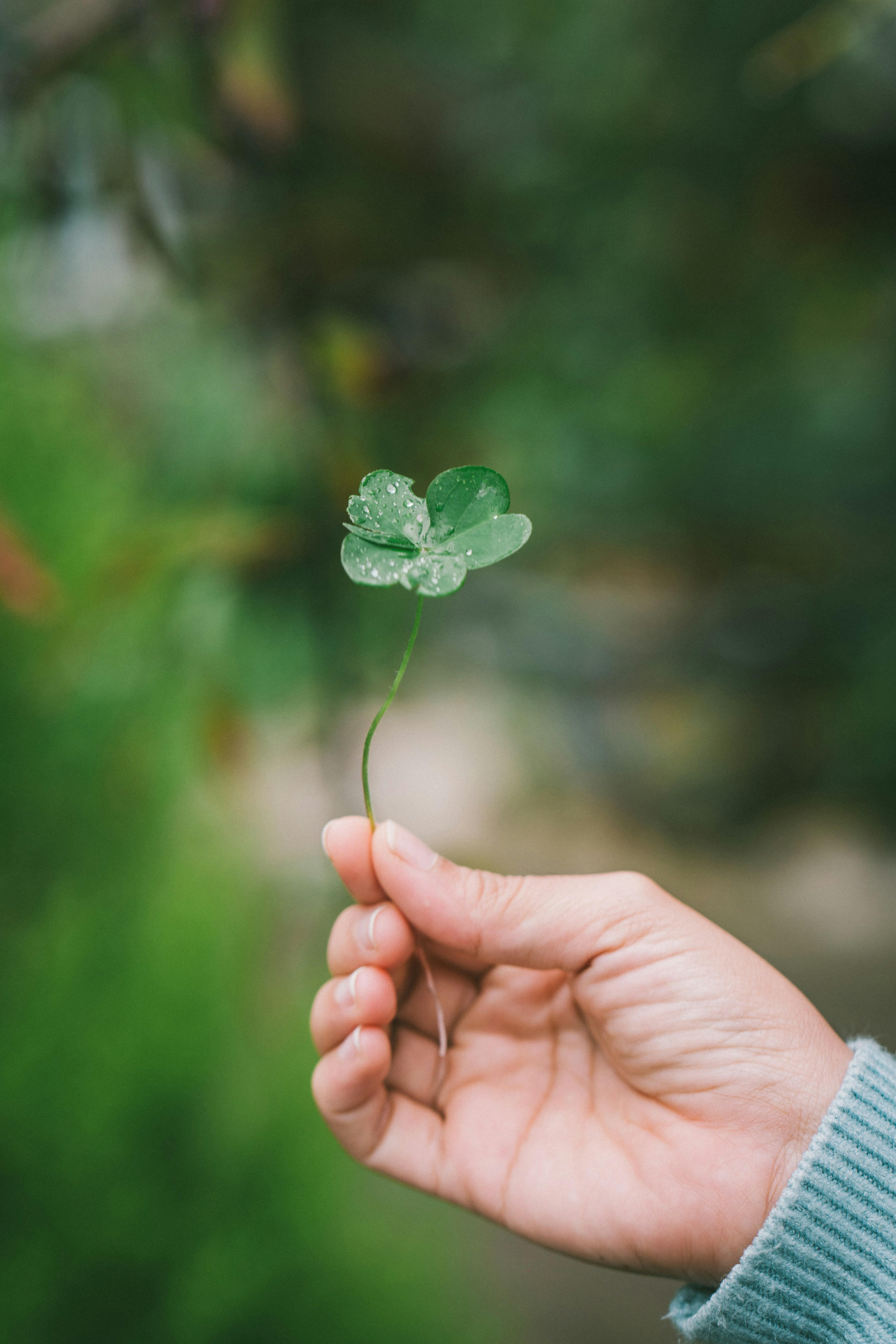 Celebrate St. Patrick's Day with No Booze, Just Pure Irish Fun and Entertainment