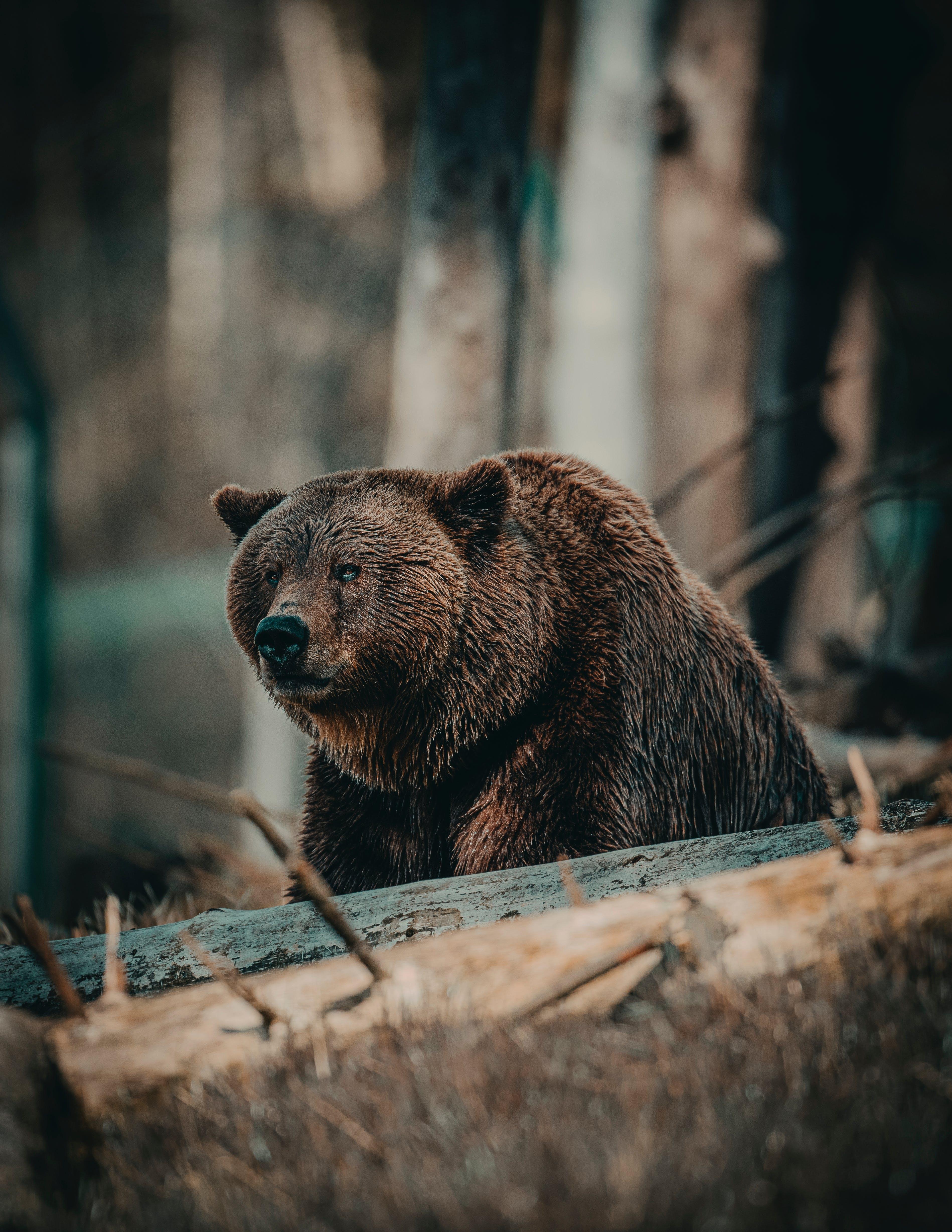 Alaskan Brown Bears at Risk Amid Hunting and Oil Drilling