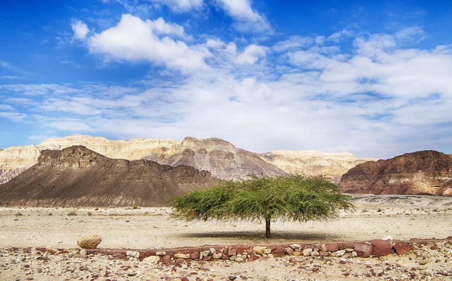 Experience Delicious Wines and Olive Oils during Israel’s Harvest Season