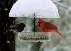 To Feed or Not to Feed the Birds in Cold Weather